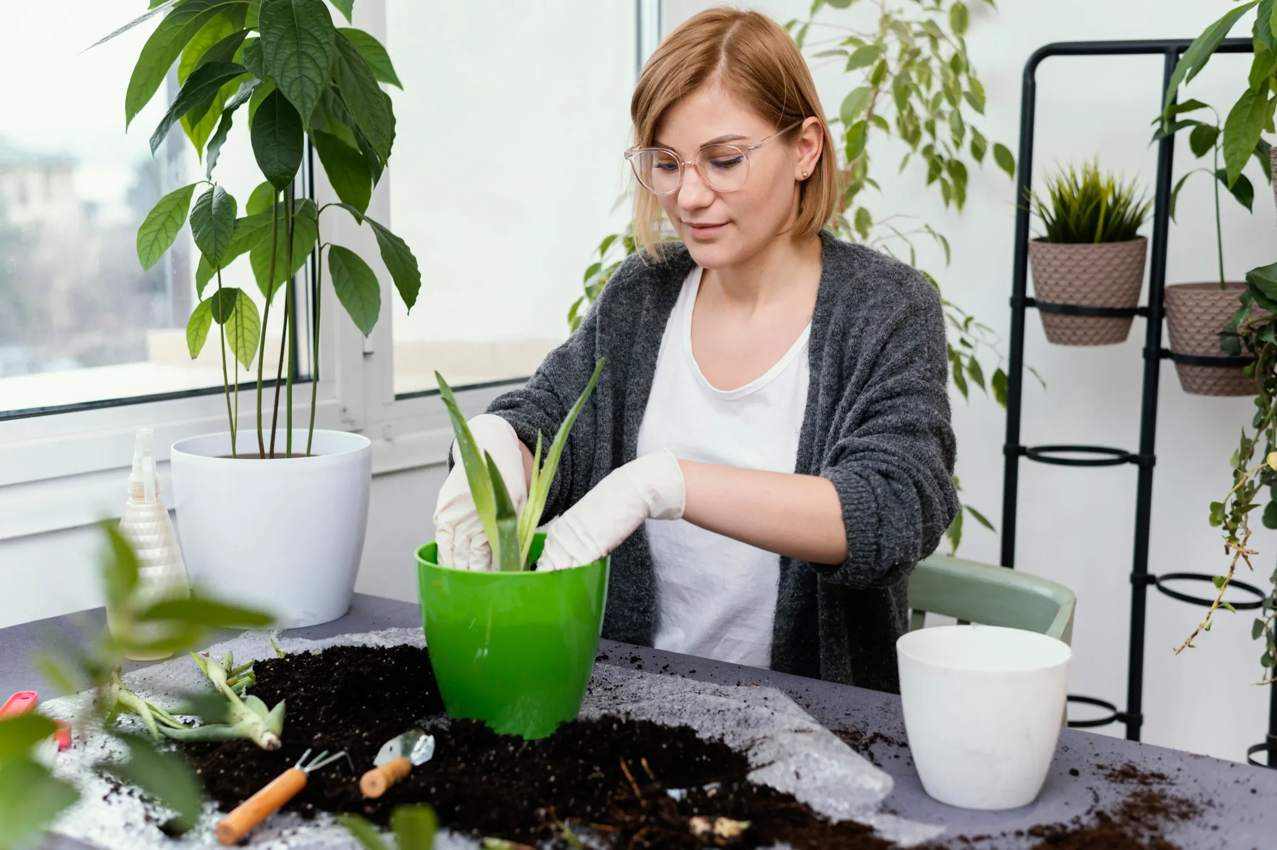 Plants placed inside a new home