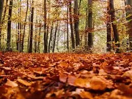 Autumn moving
