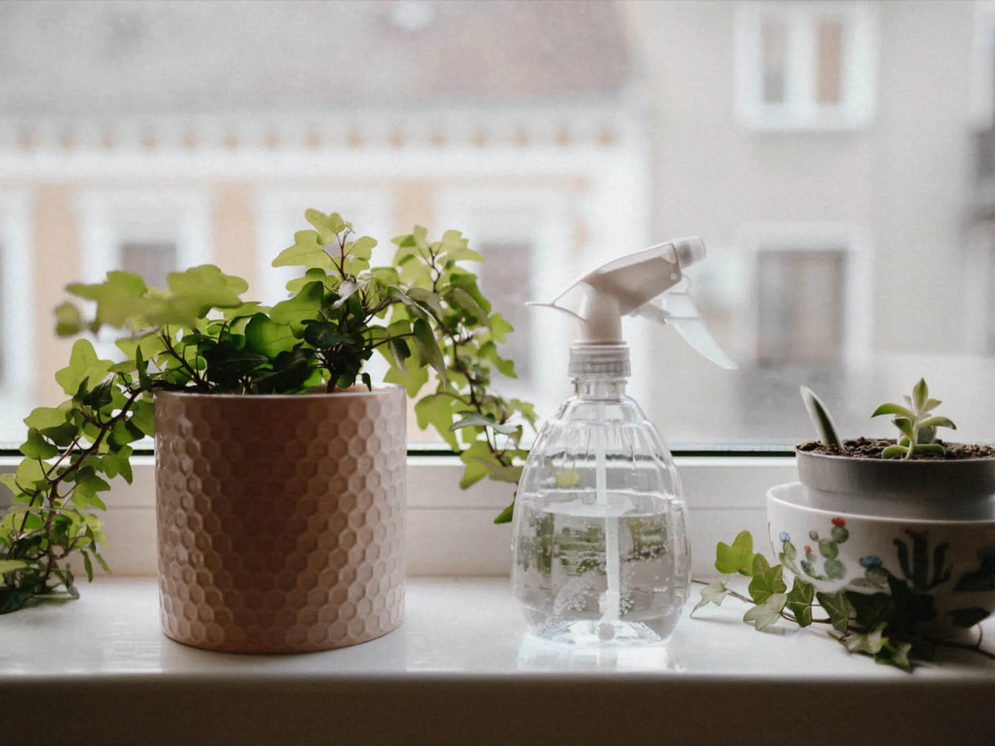 Plants Movers Plants Movers