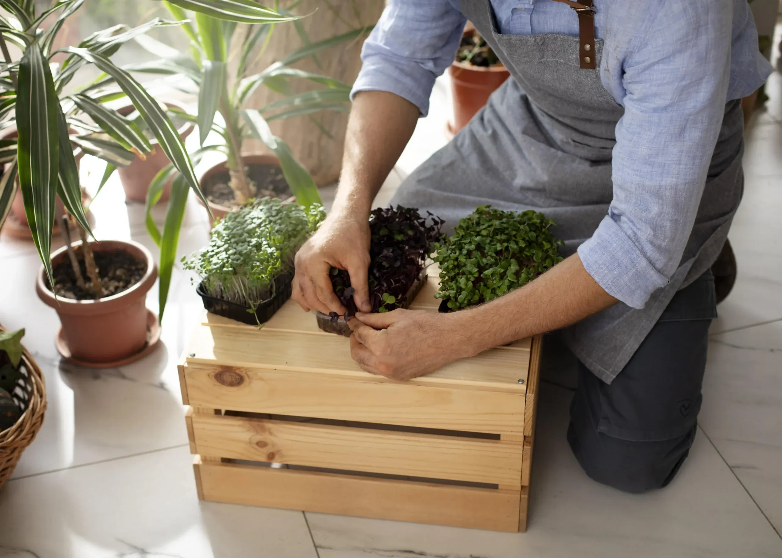 Plants protected for transport