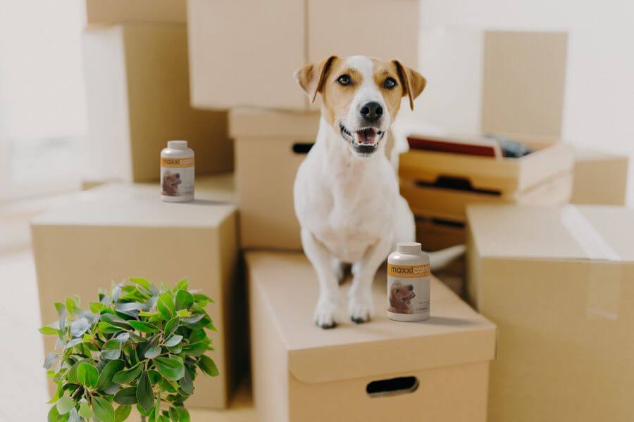 Moving House With A Dog